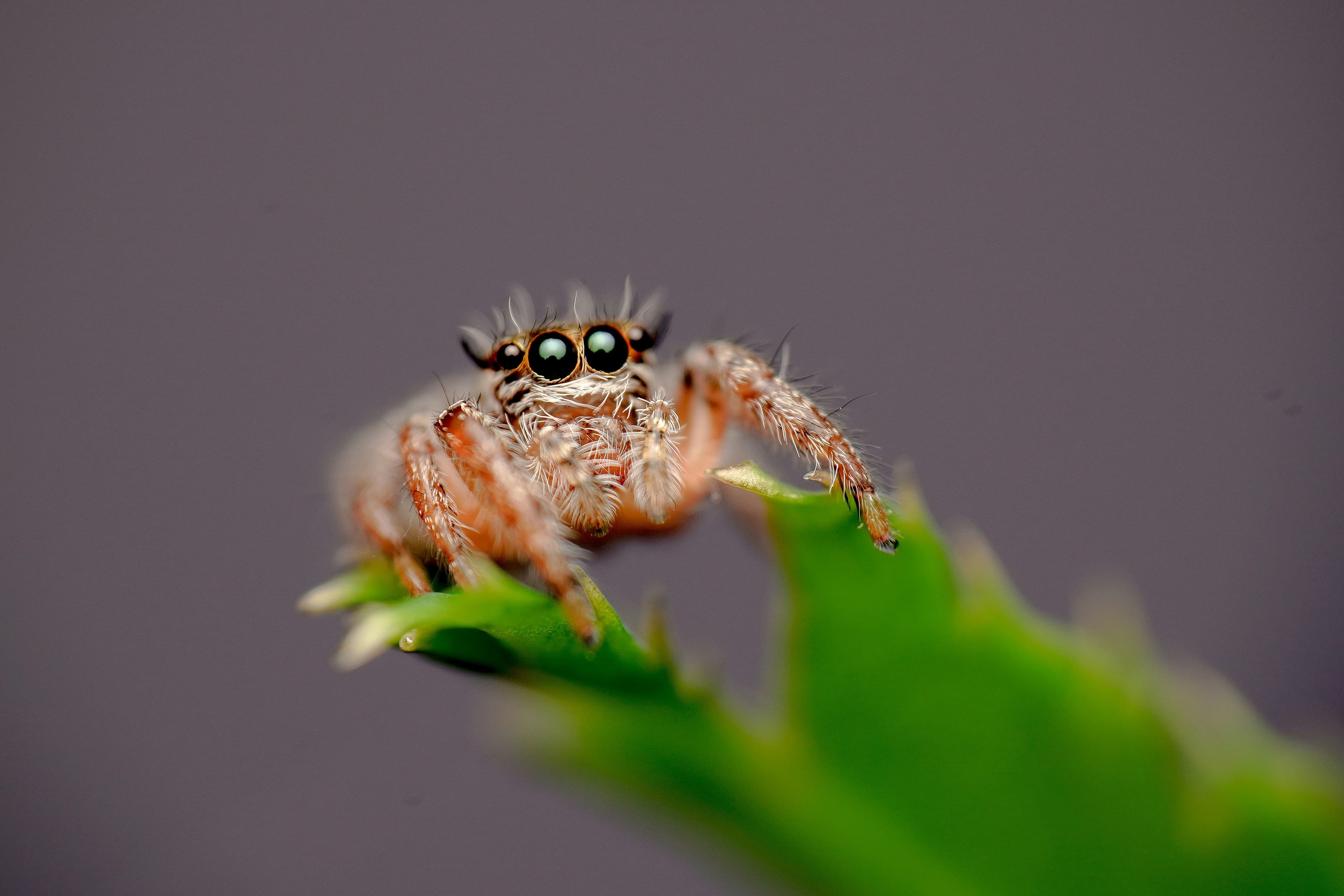 Macro spider specimen from the VitaMotus archive