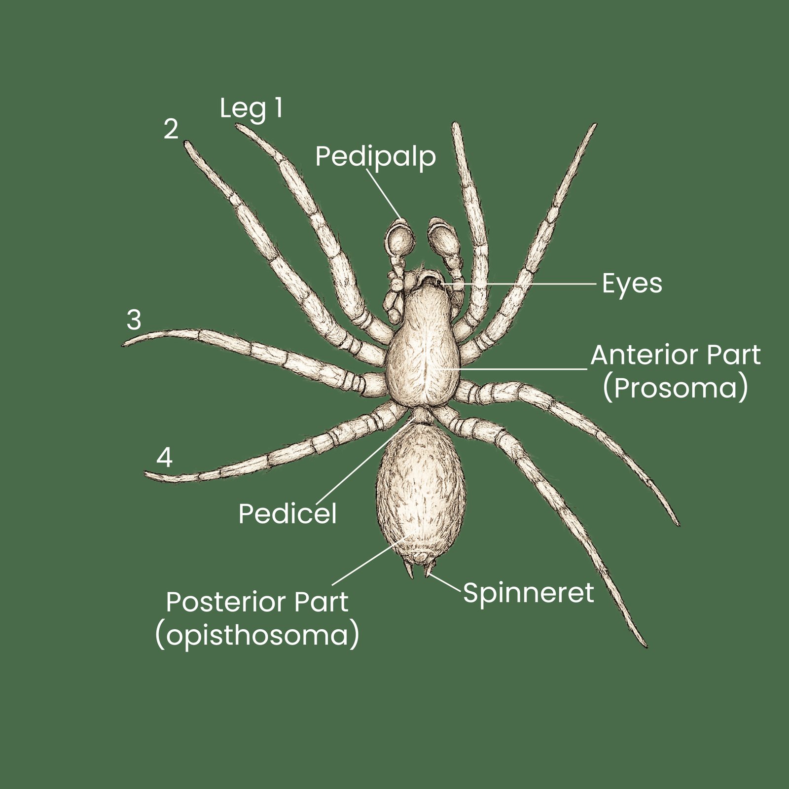 Full Body Overview (Dorsal View)