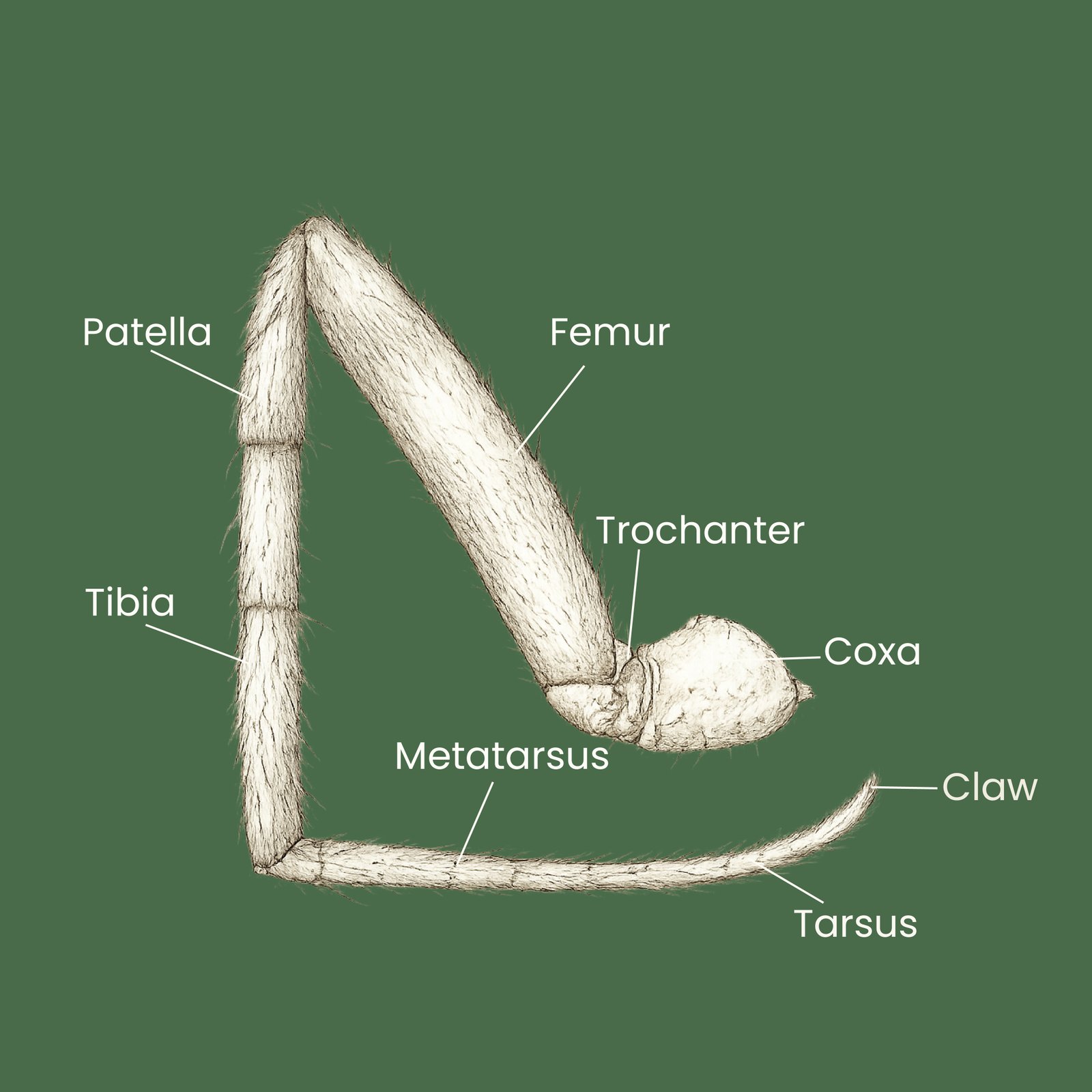 Leg Segmentation in Detail